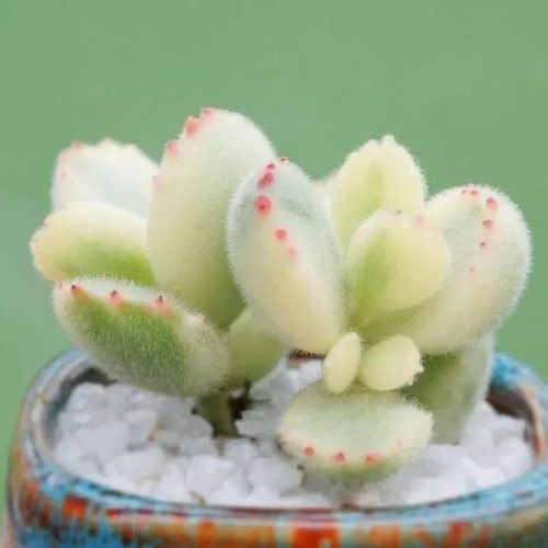 多肉夏必死排行榜(夏种型多肉有哪些)插图2