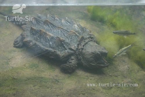 宠物市场龟排行榜(十大智商最高的龟)插图4