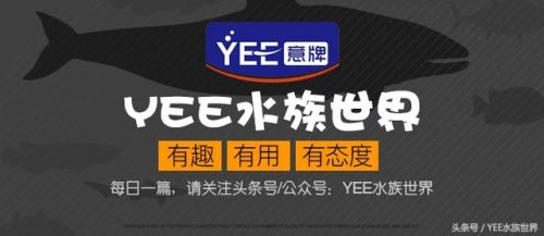淡水观赏鱼排行榜(十大最好养小型淡水观赏鱼)插图6
