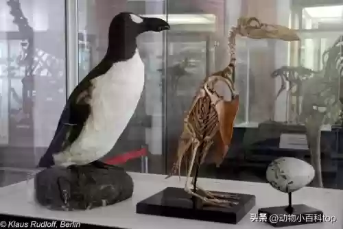 灭绝十大动物名单(世界十大濒危物种之首)插图9