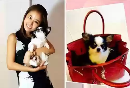 2000十大偶像林心如(林心如的作品)插图20