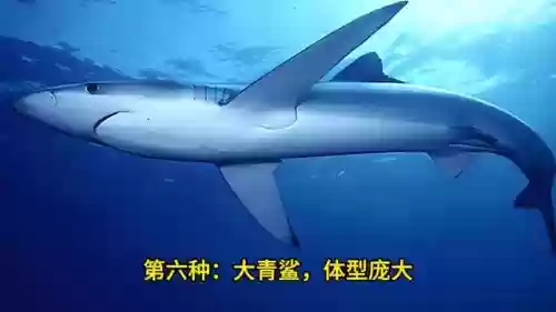 地球最强十大鲨鱼(最厉害的鲨鱼排名)插图5