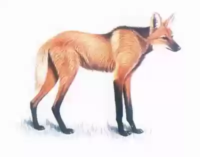 100十大灭绝(地球上五次生物大灭绝)插图3