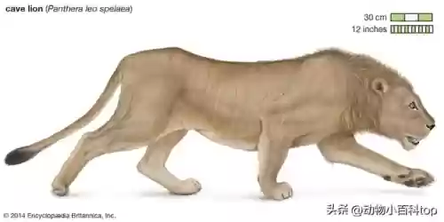 灭绝十大动物名单(世界十大濒危物种之首)插图10