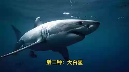地球最强十大鲨鱼(最厉害的鲨鱼排名)插图1