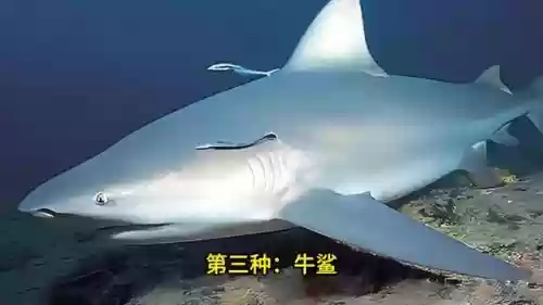 地球最强十大鲨鱼(最厉害的鲨鱼排名)插图2