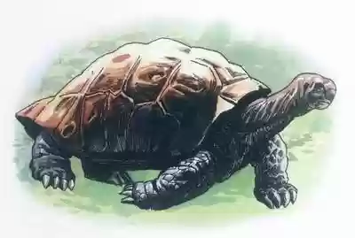 100十大灭绝(地球上五次生物大灭绝)插图5