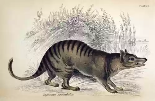 100十大灭绝(地球上五次生物大灭绝)插图8