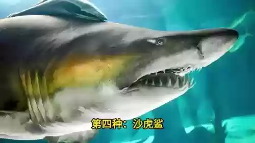 地球最强十大鲨鱼(最厉害的鲨鱼排名)插图3