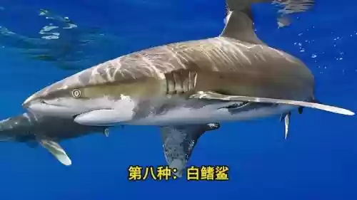 地球最强十大鲨鱼(最厉害的鲨鱼排名)插图7