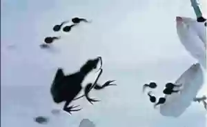 十大怀旧动漫搞笑(很搞笑的动画片)插图11