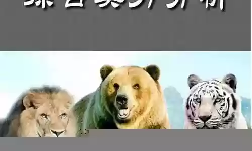 老虎pk搭配什么阵容插图