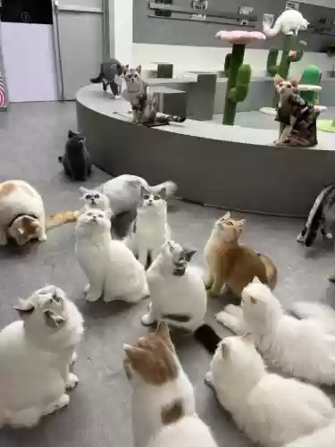 猫咪队阵容插图