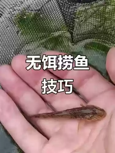 小鱼什么什么技能插图1