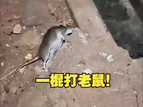 武器打耗子插图1