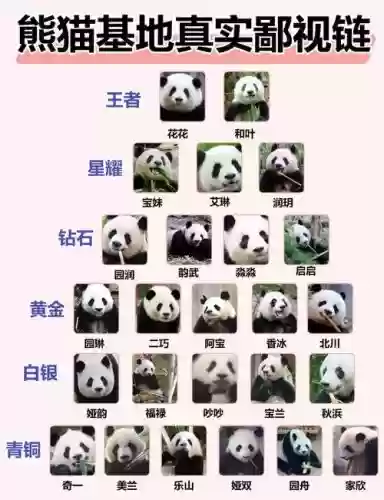 熊猫阵容搭配攻略插图1