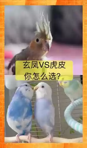 鹦鹉虎阵容搭配插图1