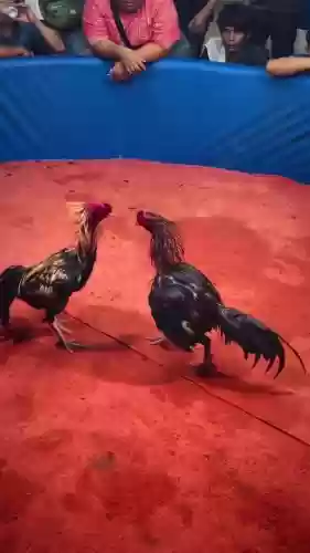 斗鸡阵容视频_1插图1