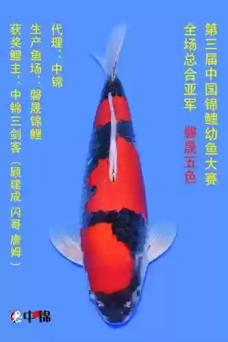 锦鲤赛阵容插图1