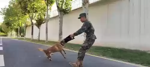 军犬基本技能培养插图1