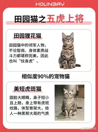 虎猫阵容搭配插图1