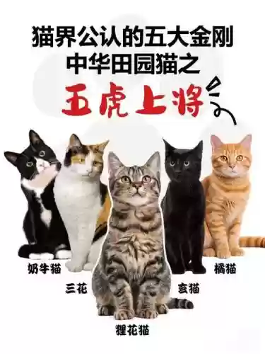 虎猫阵容搭配插图