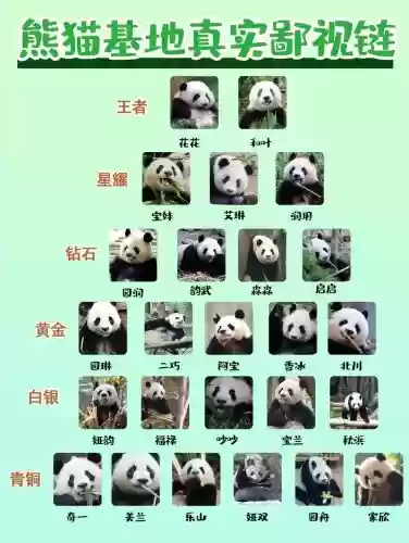 熊猫阵容搭配攻略插图
