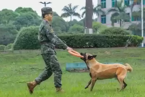 军犬基本技能培养插图
