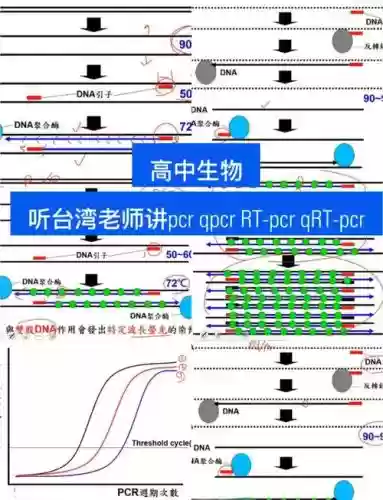 pcr常用阵容搭配插图1