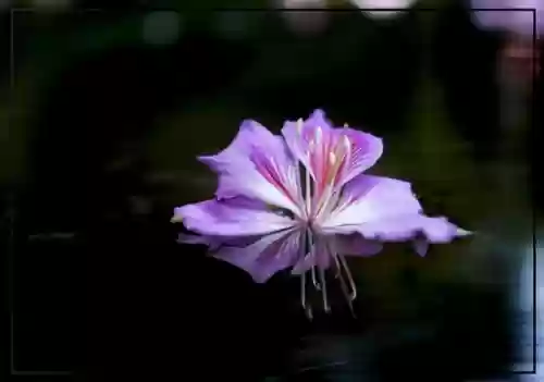 文明与征服紫色阵容搭配,文明与征服紫色阵容搭配推荐插图 文明与征服紫色阵容搭配,文明与征服紫色阵容搭配推荐插图