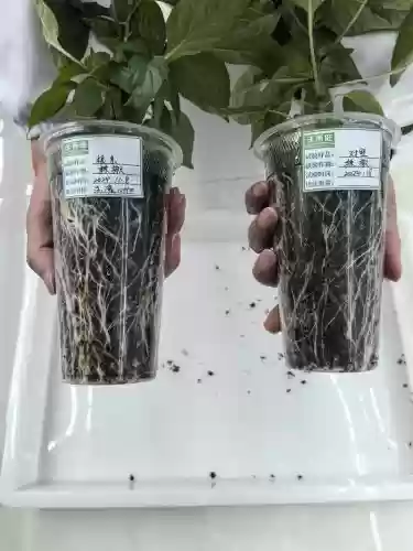 活根草需要多少技能挖,活根草需要采药多少插图 活根草需要多少技能挖,活根草需要采药多少插图