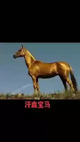 汗血宝马技能,汗血宝马有什么用插图 汗血宝马技能,汗血宝马有什么用插图