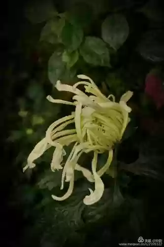 霜之降临和装备，霜之凋零第二关如何通关插图1