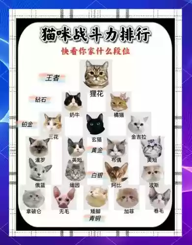 猫咪大战争最强的阵容搭配,猫咪大战争万用阵容插图1 猫咪大战争最强的阵容搭配,猫咪大战争万用阵容插图1