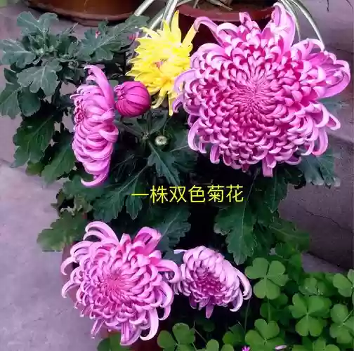 dnf武器苦无粉色大全,dnf忍者苦无掌握苦无精通插图1 dnf武器苦无粉色大全,dnf忍者苦无掌握苦无精通插图1